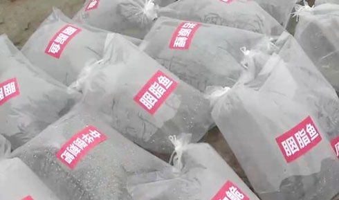 重庆 增殖放流45万尾珍稀特有鱼类